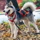 Husky-kaulukset ja kaulukset: tyypit ja valinnat