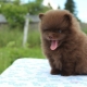 Spitz au chocolat: variations de couleur, contenu des chiots