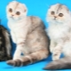 Scottish cats: breed species, especially the content and education
