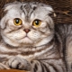Scottish marble cats: color features, breed description and care details