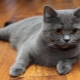 Scottish Straight Cats: description de la race, types de couleur et contenu