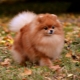 Fox type Spitz: description, types et contenu