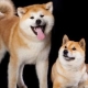 Shiba Inu e Akita Inu: Qual é a diferença?