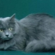 Couleur bleue chat Sibérien