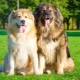 Combien d'années vivent les chiens de berger caucasiens et de quoi dépend-il?