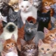 Combien d'années les chats ont-ils vécu et de quoi dépend-il?