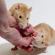 Combien d'années les rats ont-ils vécu et de quoi dépend-il?
