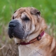 Quanto tempo Shar Pei vive e do que depende?