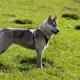 Sekoita husky ja husky