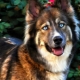 A mixture of husky and shepherd: features of half-breed and growing