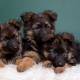 Contenu chiots de berger allemand