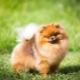 Spitz contenu dans l'appartement