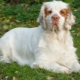 Climber Spaniel: bagaimana rupanya dan bagaimana untuk merawatnya?