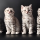 List of names for Scottish cats