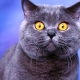 List of nicknames for British cats and cats