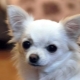 Luettelo Chihuahuan suosituista lempinimistä