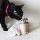 Shampooing sec pour chat: comment le choisir et l'utiliser?