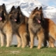 Tervuren: description et contenu de la race