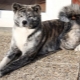 Tiger Akita Inu: características, conteúdo e educação