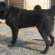 Tuvinian Shepherd Dogs: description de la race et son contenu
