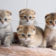 Scottish kitten care