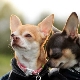 Chihuahuan pidätysolosuhteet ja hoidon säännöt