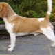Beagle fajta variációk