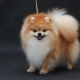 Options de couleur Spitz