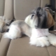 Shih Tzu fodrász opciók