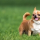 Chihuahuan paino kuukaudessa