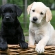 Labradorin paino kuukausittain