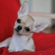 Värien, sisällön ja sileän chihuahuan koulutuksen tyypit