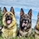 Couleurs de chien de berger
