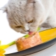 Premium nourriture humide pour chat: composants, marques, choix