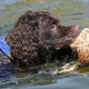 Spaniel المياه: خصائص وأنواع وتفاصيل المحتوى