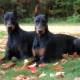 Oktatás és képzés Doberman