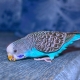 Tout ce que vous devez savoir sur les perroquets ondulés bleus