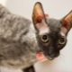 Tout ce que vous devez savoir sur les chats Cornish Rex
