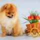 Tout ce que vous devez savoir sur la couleur rouge du chien Spitz