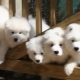 Tudo sobre branco Akita inu