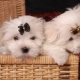 Minden a lapdogs