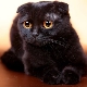 Tout sur les chats à oreilles noires