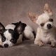 Kaikki käyttäjästä Cobby type Chihuahuas