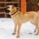 Tout sur les kangals