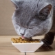 Tout sur l'alimentation pour améliorer les poils des chats et des chats