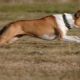 Minden a rövidszőrű collie-ról