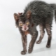Tout sur les visages de race de chats