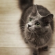 Tout sur les chats nibelung