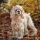 הכול על American Cocker Spaniel
