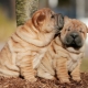 Kaikki käyttäjästä sharpei